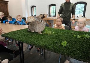 dzieci patrzą na królika