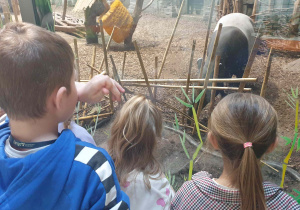 Grupa poznaje zwyczaje tapirów