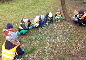 Grupa ogląda kwitnące fiołki