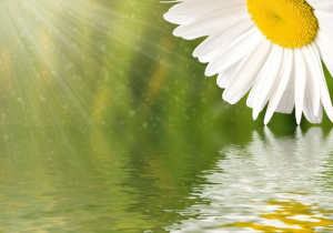 Kwiat - odbicie w wodzie