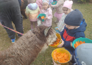 Dzieci karmią alpakę marchewką