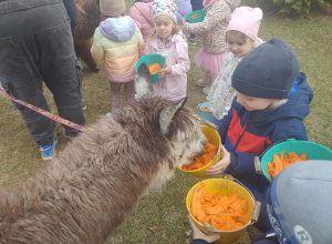 Spotkanie z alpakami