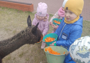 Chłopiec karmi alpakę marchewką