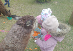 Dziewczynki karmia alpakę