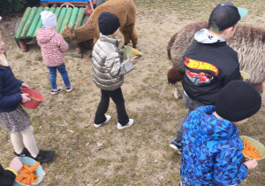 Chłopcy karmią alpaki marchewką