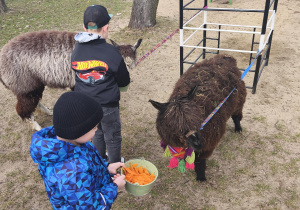 Chłopcy stoją z wiadereczkami z marchewką przy alpakach