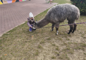 Dziewczynka karmi alpakę
