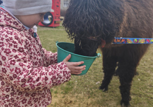 Dziewczynka stoi przy alpace z wiaderkiem