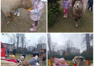 Dzieci karmią alpaki