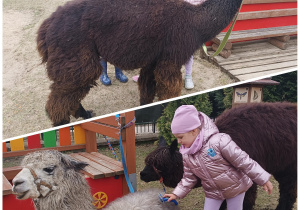 Dziewczynki czyszczącę alpaki