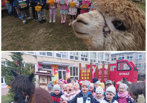 Zdjęcia grupowe z alpakami