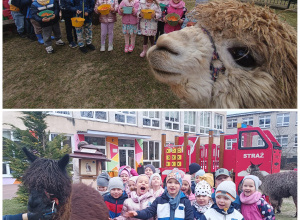 Warsztaty z alpakami