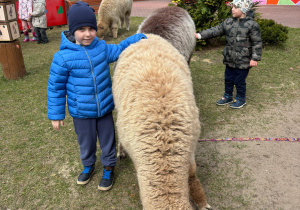 Chłopiec z alpaką