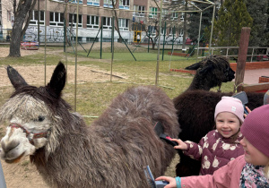 Dziewczynki czeszą alpakę