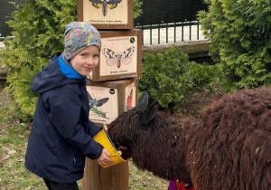 Chłopiec karmi alpakę