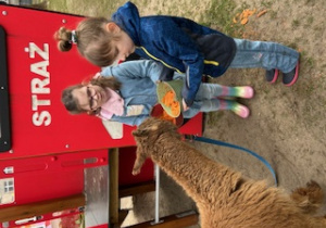Dziewczynki karmią małą alpakę
