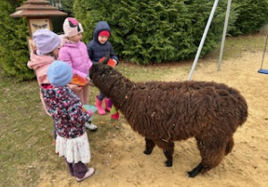 Dzieci karmią alpakę