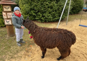 Chłopiec karmi alpakę