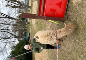 Chłopiec szczotkuje alpakę