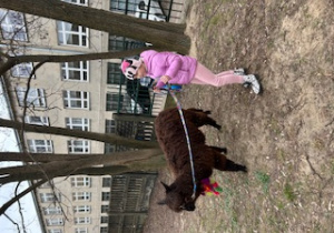 Dziewczynka prowadzi alpakę na spacer po przedszkolnym ogrodzie