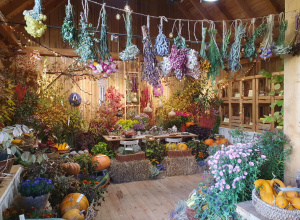 Magiczna jesień w Ogrodzie Botanicznym